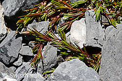 Foto: Frühlings-Miere (Minuartia verna)