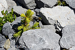 Foto: Gewöhnliche Fichte (Picea abies)
