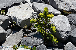 Kleine Fichte (Picea abies) (C166059)