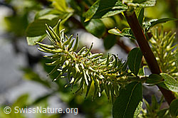 Sal-Weide (Salix caprea) (C166065)