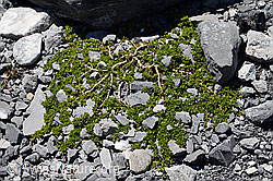 Foto: Quendelblättrige Weide (Salix serpillifolia)