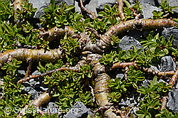 Foto: Quendelblättrige Weide (Salix serpillifolia)