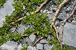 Foto: Quendelblättrige Weide (Salix serpillifolia)