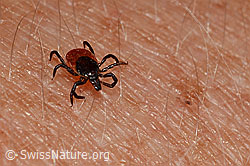 Zecke oder Gemeiner Holzbock (Ixodes ricinus) (27.06.2020, C166299)