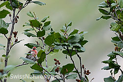 Foto: Birkenzeisig (Acanthis flammea)