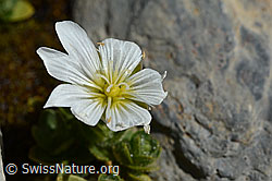 Einblütiges Hornkraut (Cerastium uniflorum) (C168804) Einblütiges Hornkraut (Cerastium uniflorum) (C168804)