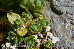 Einblütiges Hornkraut (Cerastium uniflorum) (C168805) Einblütiges Hornkraut (Cerastium uniflorum) (C168805)