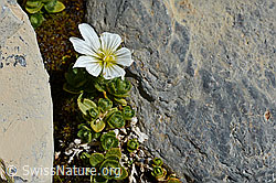 Einblütiges Hornkraut (Cerastium uniflorum) (C168807) Einblütiges Hornkraut (Cerastium uniflorum) (C168807)