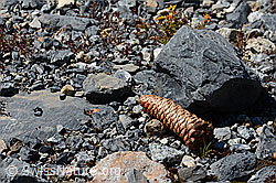 C168827: Zapfen der gewöhnlichen Fichte (Picea abies)