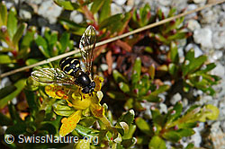 Mondfleck-Feldschwebfliege (Eupeodes luniger) (C169029) Mondfleck-Feldschwebfliege (Eupeodes luniger) (C169029)