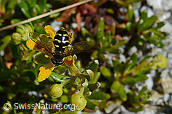 Mondfleck-Feldschwebfliege (Eupeodes luniger) (C169030) Mondfleck-Feldschwebfliege (Eupeodes luniger) (C169030)