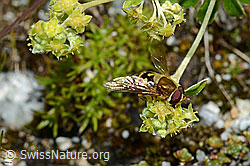 Foto: Grosse Schwebfliege (Syrphus ribesii) auf Blüte des glänzenden Silbermantels (Alchemilla nitida)