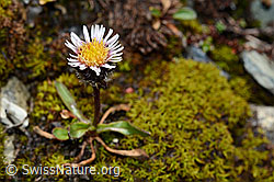 Einköpfiges Berufkraut (Erigeron uniflorus) (C169132) Einköpfiges Berufkraut (Erigeron uniflorus) (C169132)