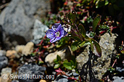 Felsen-Ehrenpreis (Veronica fruticans) (07.2020, C169165)