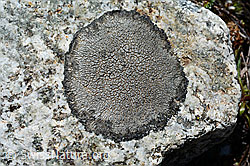 Graue Kraterflechte (Aspicilia cinerea) (C169170) Graue Kraterflechte (Aspicilia cinerea) (C169170)