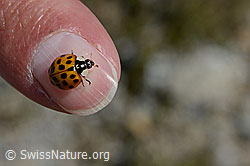 Asiatischer Marienkäfer (Harmonia axyridis) (C169204) Asiatischer Marienkäfer (Harmonia axyridis) (C169204)