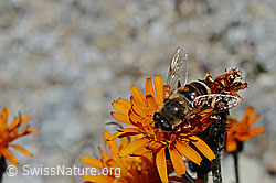 Mistbiene (Eristalis tenax)