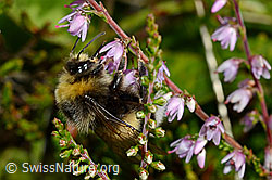 Hellgelbe Erdhummel (Bombus lucorum) an Besenheide (Calluna vulgaris) (25.07.2020, C169504)