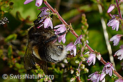 Foto: Hellgelbe Erdhummel (Bombus lucorum) an Besenheide (Calluna vulgaris)