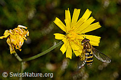 Photo: Syrphus ribesii