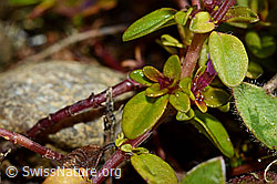 Foto: Arznei-Thymian (Thymus pulegioides)
