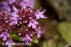 Foto: Arznei-Thymian (Thymus pulegioides)
