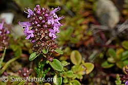 Foto: Arznei-Thymian (Thymus pulegioides)