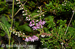 Besenheide (Calluna vulgaris). Blüten und Blätter. (25.07.2020, C169514)