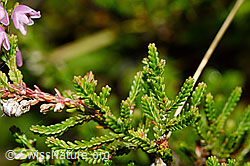Besenheide (Calluna vulgaris). Blätter. (25.07.2020, C169515)