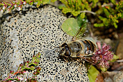 C169518: Mistbiene (Eristalis tenax)