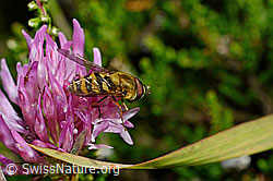 Grosse Schwebfliege (Syrphus ribesii) auf Rot-Klee (Trifolium pratense) (C169554) Grosse Schwebfliege (Syrphus ribesii) auf Rot-Klee (Trifolium pratense) (C169554)