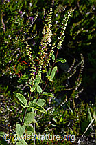 Salbeiblättriger Gamander (Teucrium scorodonia) (C169586) Salbeiblättriger Gamander (Teucrium scorodonia) (C169586)