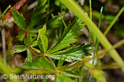 Blutwurz (Potentilla erecta) (C169595)