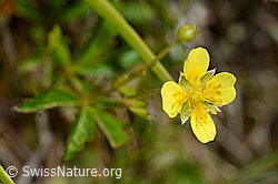 Blutwurz (Potentilla erecta) (C169596)