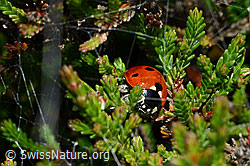 Siebenpunkt-Marienkäfer (Coccinella septempunctata) an Besenheide (Calluna vulgaris) (25.07.2020, C169622)