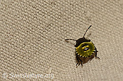Foto: Kohlwanze (Eurydema oleracea)
