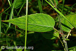Grosses Hexenkraut (Circaea lutetiana) (25.07.2020, C169691)