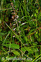 Grosses Hexenkraut (Circaea lutetiana) (25.07.2020, C169692)