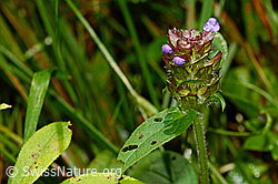 Gemeine Brunelle (Prunella vulgaris) (25.07.2020, C169694)