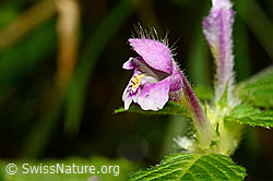 Ausgerandeter Hohlzahn (Galeopsis bifida) (25.07.2020, C169696)