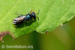Goldwespe (Chrysididae) (25.07.2020, C169704) Goldwespe (Chrysididae) (25.07.2020, C169704)