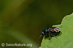 Goldwespe (Chrysididae) (25.07.2020, C169705) Goldwespe (Chrysididae) (25.07.2020, C169705)