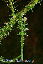 Sumpf-Kratzdistel (Cirsium palustre) (C169724) Sumpf-Kratzdistel (Cirsium palustre) (C169724)