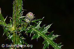 Sumpf-Kratzdistel (Cirsium palustre) (C169725) Sumpf-Kratzdistel (Cirsium palustre) (C169725)