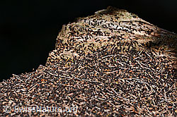 Foto: Rote Waldameisen (Formica rufa)