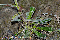 Safrangelber Steinbrech (Saxifraga mutata) (C169760)