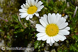 Gewöhnliche Alpenmargerite (Leucanthemopsis alpina) (C170095) Gewöhnliche Alpenmargerite (Leucanthemopsis alpina) (C170095)