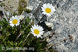 Gewöhnliche Alpenmargerite (Leucanthemopsis alpina) (C170096) Gewöhnliche Alpenmargerite (Leucanthemopsis alpina) (C170096)