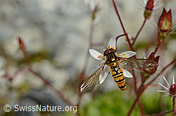 Hainschwebfliege (Episyrphus balteatus)