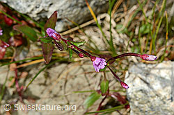 Photo: Epilobium anagallidifolium